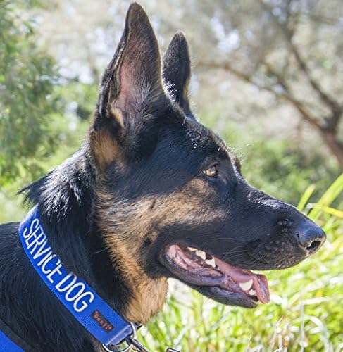 שירות כלב כחול צבע מקודד S-M L-XL צווארון כלבים אבזם מונע תאונות על ידי אזהרה של כלבך מראש מראש