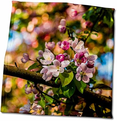חבורת פרחי Crabapple 3 דרוזים לאור השקיעה באביב. צבעים חמים - מגבות