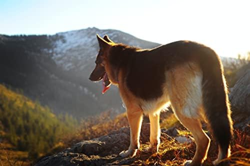 פשפשים וקרציות צווארון לכלבים גדולים-טבעי מניעה, שליטה, וטיפול עם עמיד למים ובטוח מרכיבים-כולל משלוח מסרק 2-חבילה