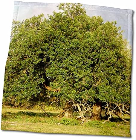 עצי פלורן 3 אתרים - גפיים ישנות - מגבות