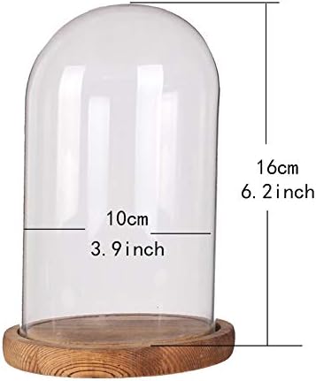 Siyaglass דקורטיבי זכוכית צלולה צנצנת פעמון צנצנת תצוגה עם עץ כפרי בסיס שולחן שולחן כיפה