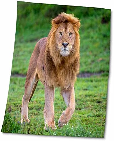 3drose אפריקה. טנזניה. אריה אפריקני זכר ב- NDUTU, Serengeti NP. - מגבות