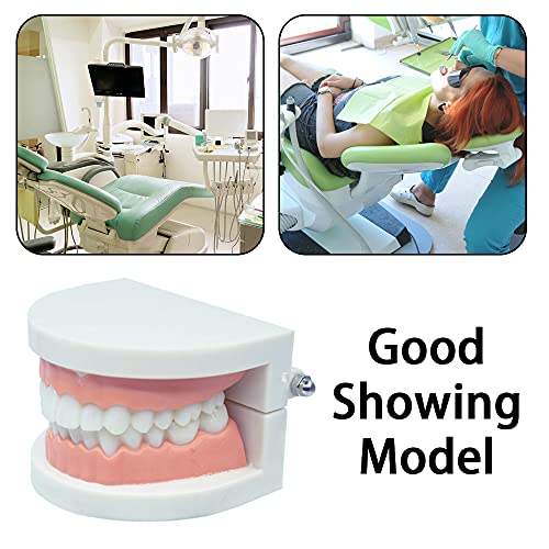 ילדי הפגנת שיניים צחצוח דגם שיניים הוראת מחקר הפגנת דגם עבור בית חולים רופאי שיניים שיניים הוראה