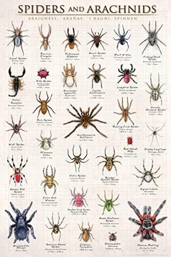תמונה רוכל עכבישים למינציה ועכבישים עקרב טרנטולה אלמנה שחורה אבא רגליים ארוכות פוסטר הדפסת אמנות חינוכית 24