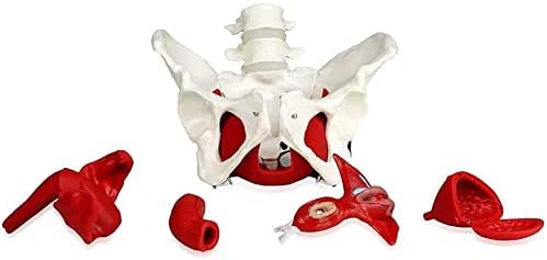 WLKQ מודל אגן נשי, מודל אנטומיה, מודל של אגן נשי ורצפת אגן, שרירים ואיברים איברים נשלפים כוללים רחם