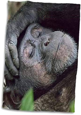3drose אפריקה, אוגנדה, Kibale Forest NP. שימפנזה ישנה. - מגבות