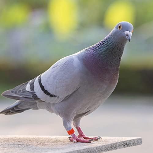 חוות יארדווה חוות עופות טבעת טבעת צמיד פינץ