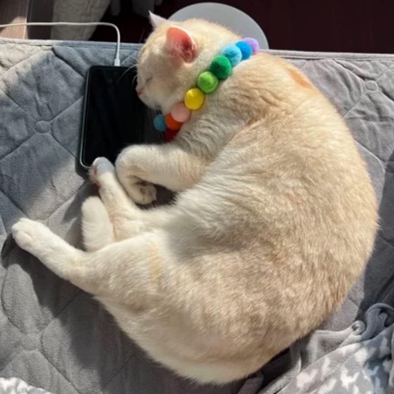 ריצ ' קטי צבעוני בפלאש חתול כדור צעצוע מקורה לשחק והדרכה-חתלתול של האהוב! 30 יחידות 1.2 אינץ,