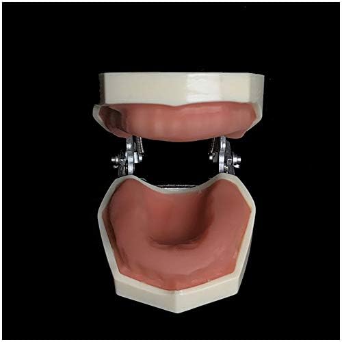 Kh66zky tobodont הדגמה אוראלית מודל מודל אוראלי ללא שיניים שרף מודל שיניים לימוד לימוד ציוד אספקת