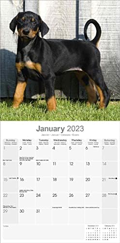 2022 2023 לוח השנה של דוברמן - גזע כלבים לוח שנה קיר חודשי - 12 x 24 פתוח - נייר עבה ללא דימום - מתנה - לוח