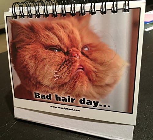 מתנה משרדית לאוהבי חתולים-מצב רוחכרטיסים! הצחיק את כולם עם הממים החתולים המקסימים והמצחיקים האלה-תן לקיטי לספר