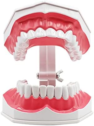 Kh66zky 3 PCS דגם שיניים דגם שיניים - צחצוח שיניים מודל תרגול - מודל פה שיניים לילדים תלמידי שיניים