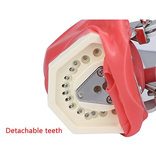 סימולטור שיניים ראש פנטום לחינוך רופאי שיניים המותקן על כרית כיסא השיניים המשמש להוראת רופא שיניים