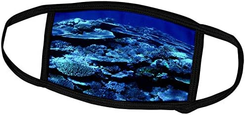 3רוז קייק קאלבו חיים מתחת למים-שונית אלמוגים בריאה, שונית המחסום הגדולה בקווינסלנד, אוסטרליה-מסכות