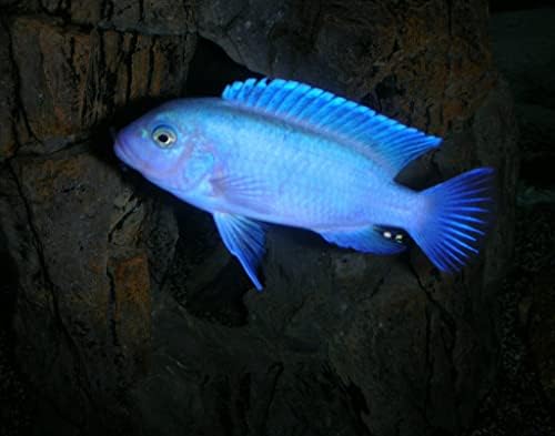 קדיפלקס1500 2 כחול קובסלנטספריקסןציקליד 1.5 דגים חיים