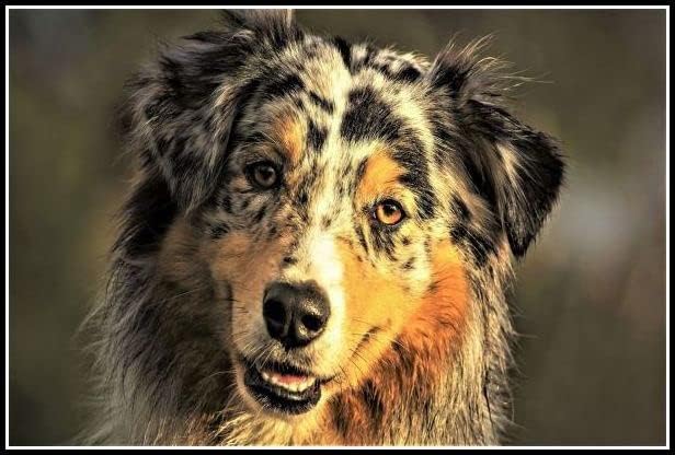 בורדר קולי חמוד חיות מחמד כלב נוף חיות יהלומי ציור ערכות למבוגרים, 5 ד קריסטל יהלומי אמנות עם
