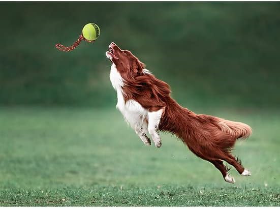 דבר סטוץ ספורט 12 חבל כדור טניס כלב צעצוע עם 2.5 בטוח לחיות מחמד הרגיש & מגבר; כדור טוף גומי / לשחק להביא,