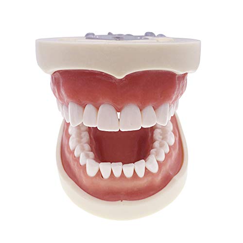 דגם שיניים לימוד שיניים של Jiukcare עם 32 שיניים נשלפות, מודל מסטיק רך עבור Topodont