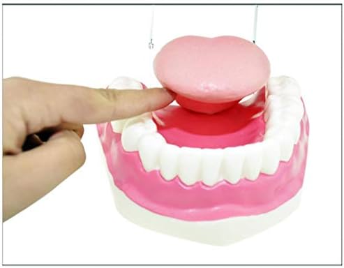 KH66ZKY לימוד שיניים לימוד צחצוח דגם שיניים שיניים שיניים סטנדרטיות מודל הוראה עם מברשת שיניים